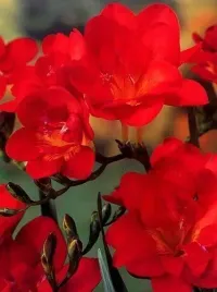 freesia-double-frezja-pelna-czerwona-10szt-w40