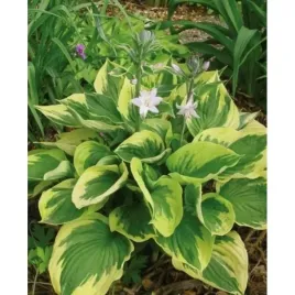 hosta-funkia-twilight-cebule-bialo-zielona-bulwa-klacze-dekoracja-ogrodu