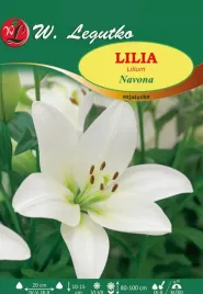 lilia-azjatycka-navona-biala-bulwa-sadzonka-pachnaca-cebule