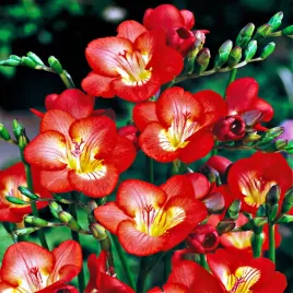 freesia-pojedyncza-frezja-czerwona-red-10szt-w41