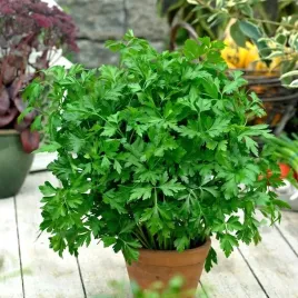 pietruszka-lisciowa-nutka-gladka-aromatyczna-5g
