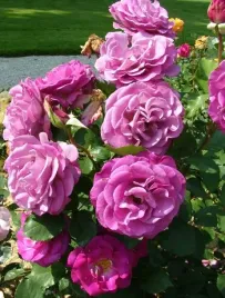 roza-pnaca-fioletowa-pachnaca-intensywnie-violette-sadzonka