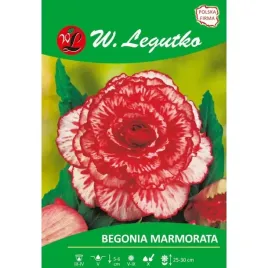 begonia-dwubarwna-marmorata-czerwono-biala-1sz-bulwa-klacze-xxl