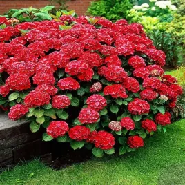 hortensja-ogrodowa-red-baron-odmiana-wytrzymala