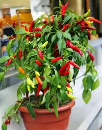 papryka-poupila-slodka-plenna-do-domniczek-balkony