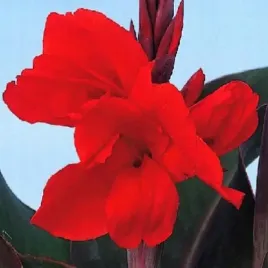 canna-red-kanna-czerwona-1-szt-sadzonka-xxl