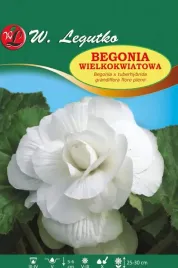 begonia-bulwiasta-wielkokwiatowa-biala-1szt-bulwa-klacze-cebule-kwiatowe