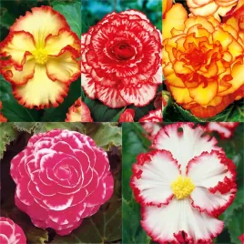 begonia-dwukolorowa-5-odmian-5-szt-cebulki-mix