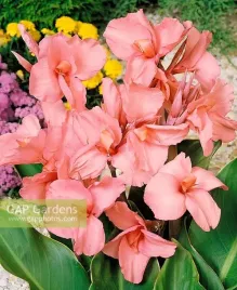 canna-niska-paciorecznik-gnom-rozowa-1szt-w224