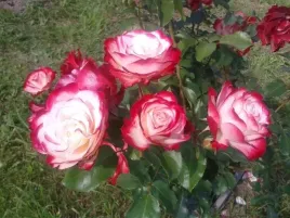 roza-wielkokwiatowa-czerwono-biala-pachnaca-pieknosc-sadzonka-roze