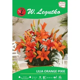 lilia-azjatycka-karlowa-orange-pixie-1szt-bulwa-pomaranczowa-pachnaca