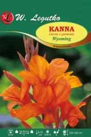 kanna-wyoming-brazowolistna-sadzonki-1szt-klacze-pomaranczowa