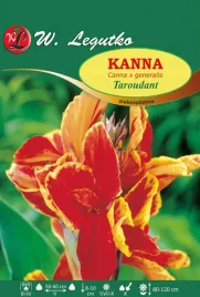 kanna-zielonolistna-taroudant-sadzonki-1szt-klacze-czerwono-pomaranczowa