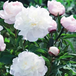 piwonia-shirley-temple-biala-sadzonki-1szt-w421