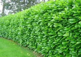 laurowisnia-wschodnia-rottundifolia-zywoplot-xxl-60-80cm-ladna-sadzonka
