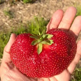truskawka-gigant-mega-duze-owoce-pakiet-10-sztuk-zdrowe-sadzonki-slodka
