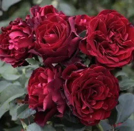 roza-hommage-a-barbara-rabatowa-bordowo-czarna