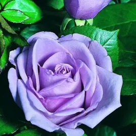 roza-wielkokwiatowa-niebieska-1-szt-sadzonka