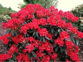 rododendron-czerwony-kwiaty-sadzonka-xl