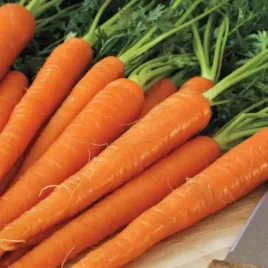 marchew-wczesna-karotela-5-gram-na-soki-przetwory-krucha