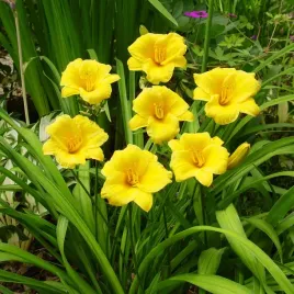 hemerocallis-liliowiec-stella-d-oro-1szt-w460