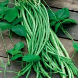 fasolnik-chinski-metro-rouge-5g-toraf-cykl-rozwojowy-rosliny-jednoroczna