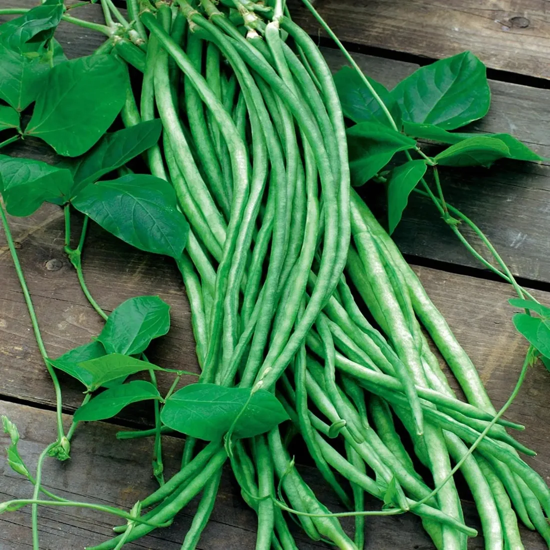 fasolnik-chinski-metro-rouge-5g-toraf-rodzaj-rosliny-fasola