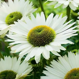 bylina-jezowka-biala-white-swan-nasiona-05g-toraf-wieloletnia