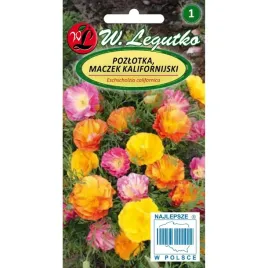 pozlotka-maczek-kalifornijski-mieszanka-eszolcja-efektowne-kwiatostany