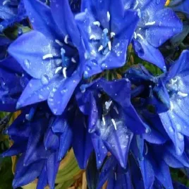 brodiaea-queen-fabiola-hiacynt-kalifornijski-niebieski-5-szt-cebulki