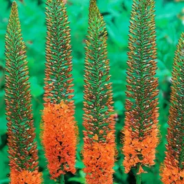 eremurus-pustynnik-cleopatra-1-szt-sadzonka