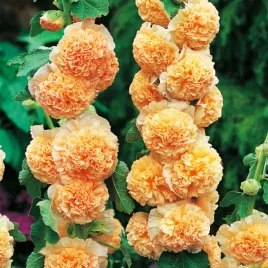 alcea-malwa-pomaranczowa-sadzonka-malwy-1szt-ulwa-klacze-xl