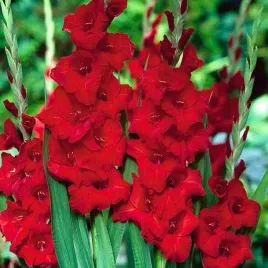 gladiolus-mieczyk-czerwony-mieczyki-cebulki-duze-ladne-cebule-5-szt