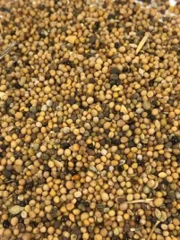 gorczyca-srepska-idealna-szybkorosnaca-1kg