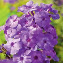 phlox-plomyk-wiechowaty-fioletowy-1-szt-sadzonki-bulwa-klacze