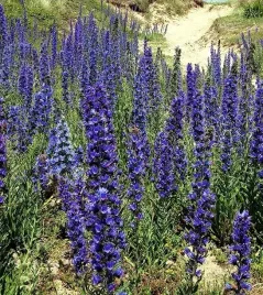 zmijowiec-zwyczajny-roslina-miododajna-pszczoly