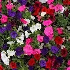 petunia-wielokwiatowa-zwisla-supercascade-f1