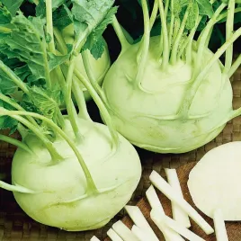 kalarepa-delikates-witte-biala-nasiona-warzyw