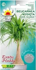 beukarnea-wygieta-nolina-noga-slonia-10szt-nasion