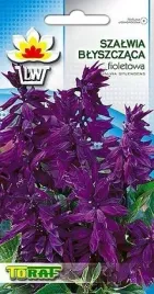 szalwia-blyszczaca-fioletowa-10-szt-nasiona-przyciaga-owady-zapylajace
