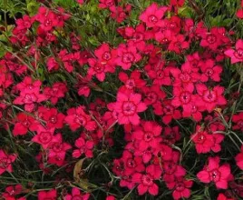 gozdzik-kropkowany-zadarniajacy-karminowy