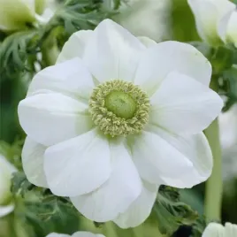 zawilec-anemone-the-bride-bialy-wieloletni-mrozodporny-10-szt