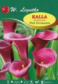 calla-kalla-kalia-pink-persuasion-rozowa-1-szt-bulwa-klacze-cebulki