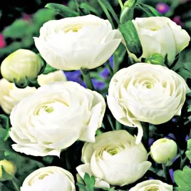 ranunculus-jaskier-bialy-white-1-szt-jakosc