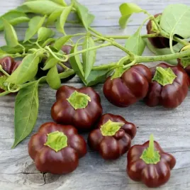 torseed-papryka-slodka-ciemnobrazowa-czekoladowa-ingrid-05g