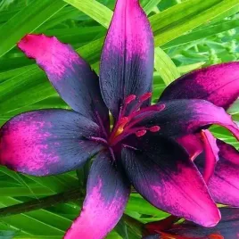 lilia-azjatycka-dwukolorowa-purple-eye-bulwa-sadzonka-rozowo-czarna