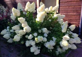 hortensja-bukietowa-biala-polar-bear-duza-sadzonka-dorasta-do-15m