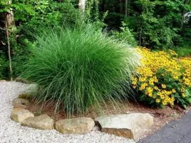 miskant-chinski-odm-gracillimus-sadzonka-zdrowa-ladna-sadzonka