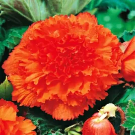 begonia-strzepiasta-fimbriata-pomaranczowa-1-szt-bulwa-klacze-cebule