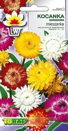 kocanka-ogrodowa-mieszanka-na-suche-bukiety